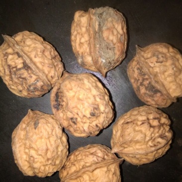 铁核桃去皮25~30mm干