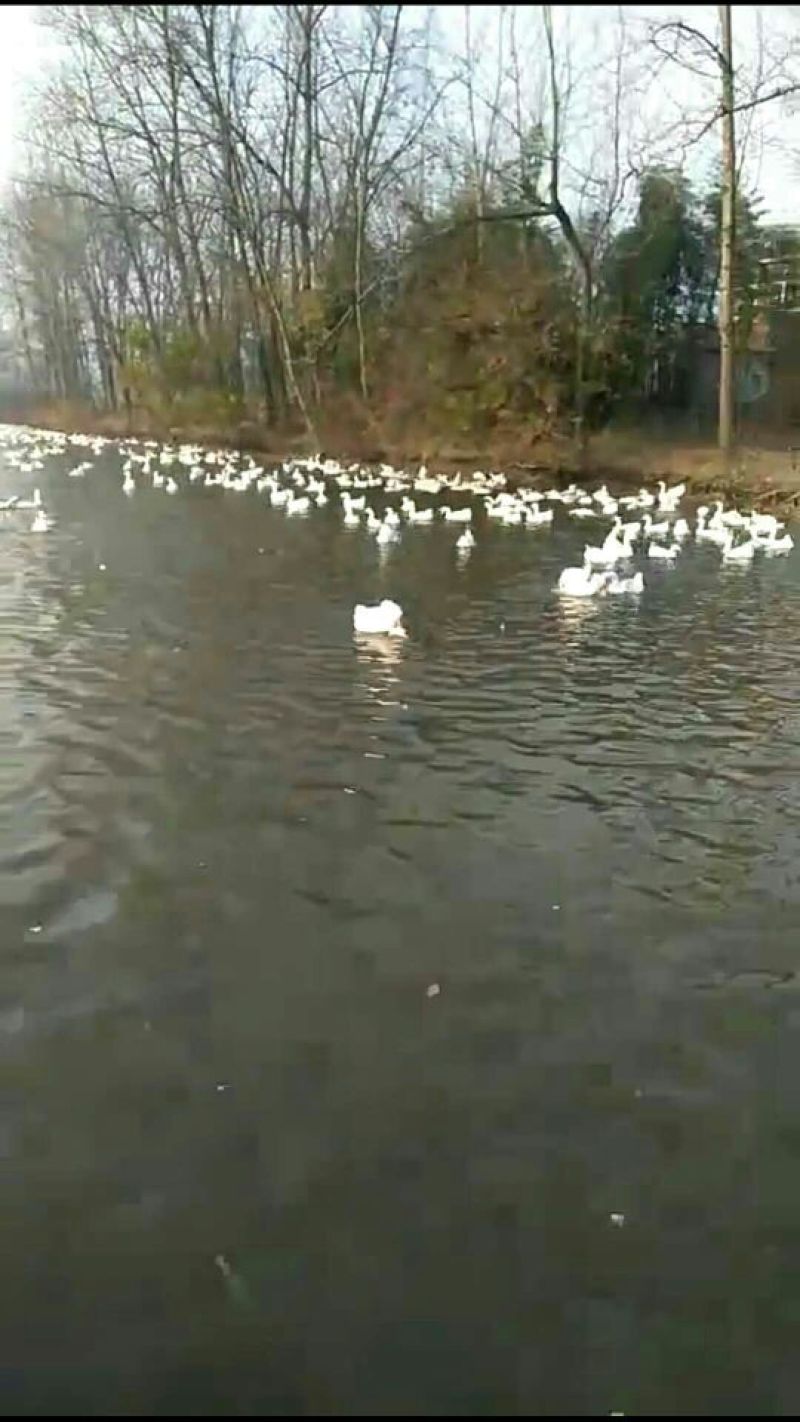 土鹅蛋孵化