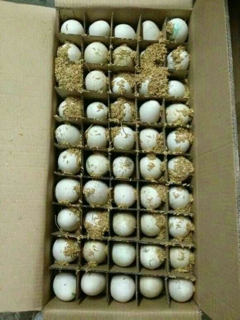 土鹅蛋孵化