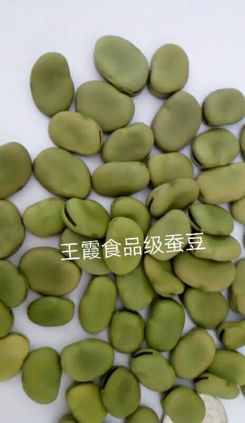 青蚕豆饭店冷菜食堂超市芽苗菜优等品批发价