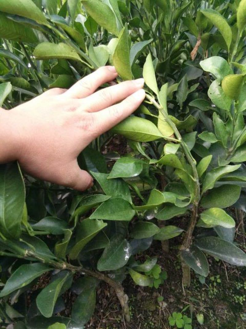 冰糖橙树苗50~80cm杯苗地苗都有包邮