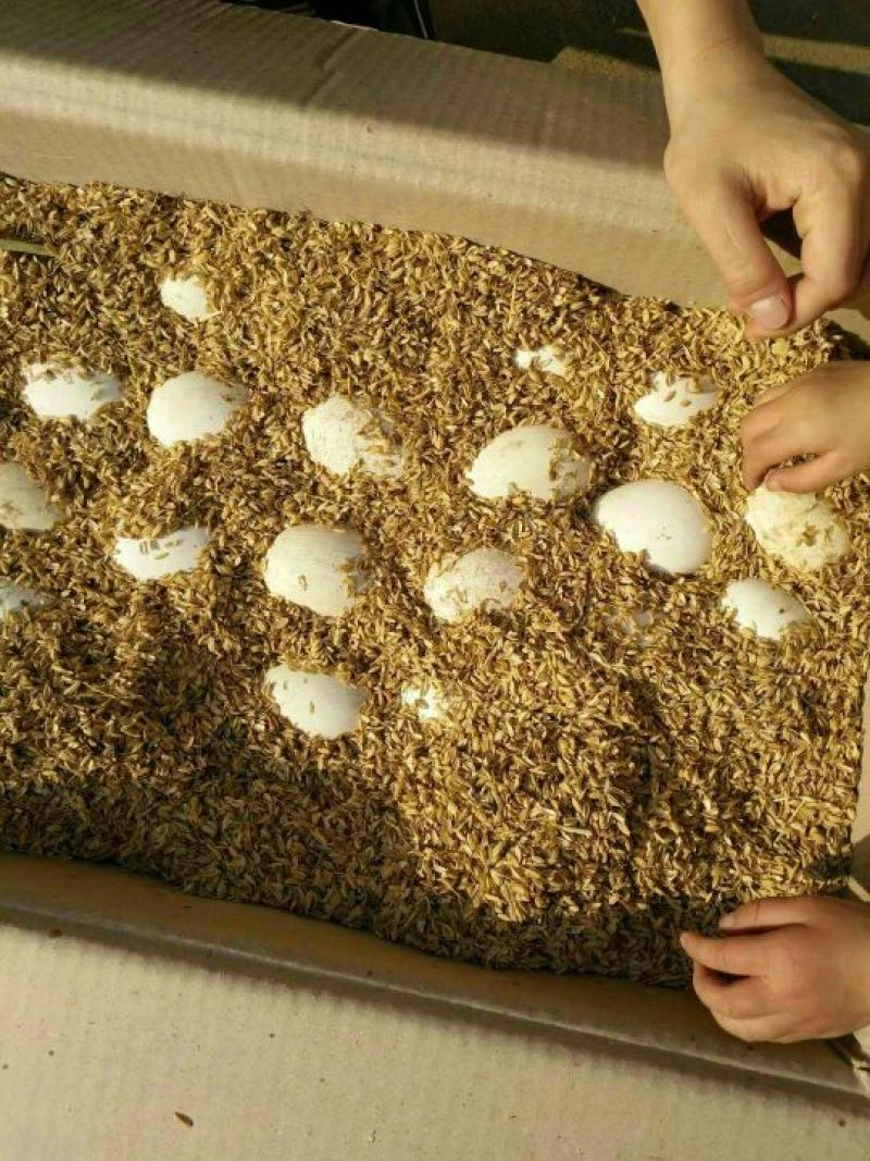 鹅蛋食用