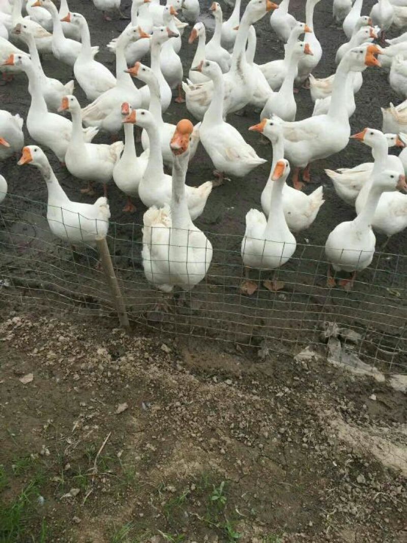 鹅蛋食用