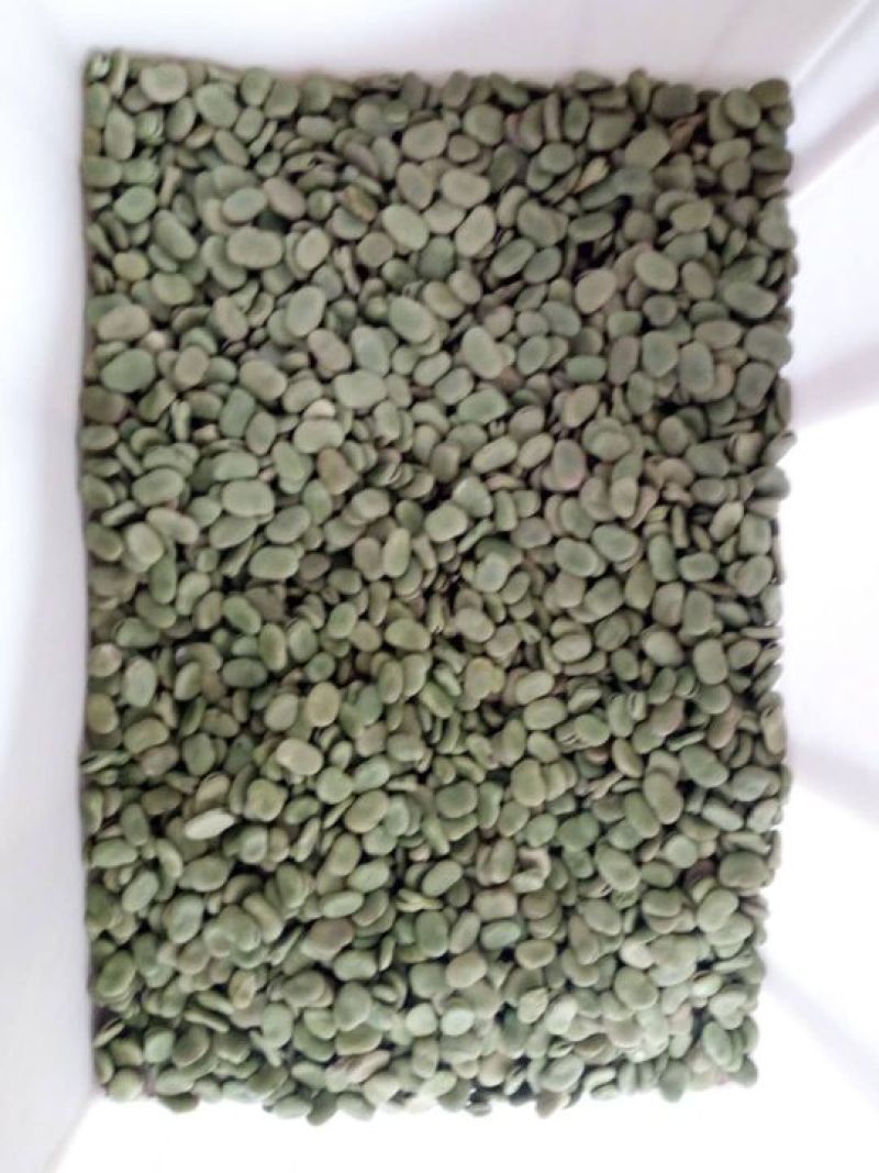 青蚕豆饭店冷菜食堂超市芽苗菜优等品批发价