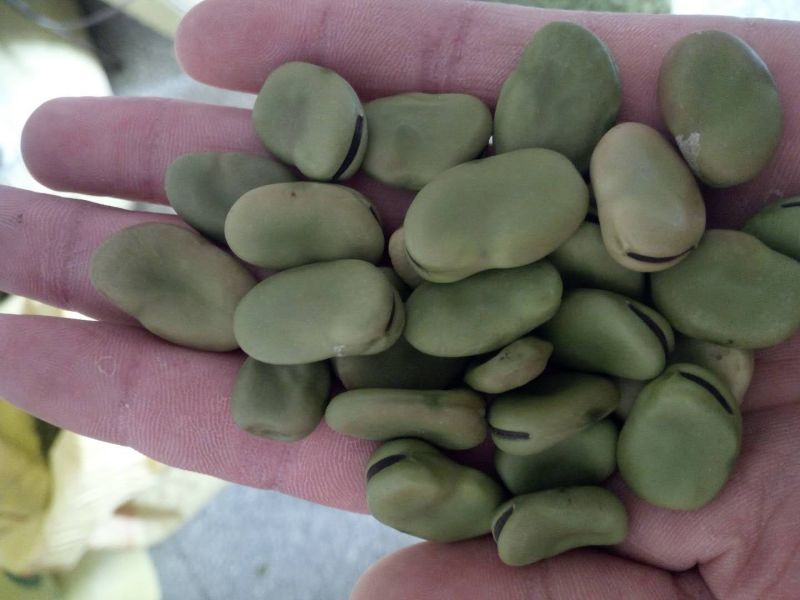 青蚕豆饭店冷菜食堂超市芽苗菜优等品批发价