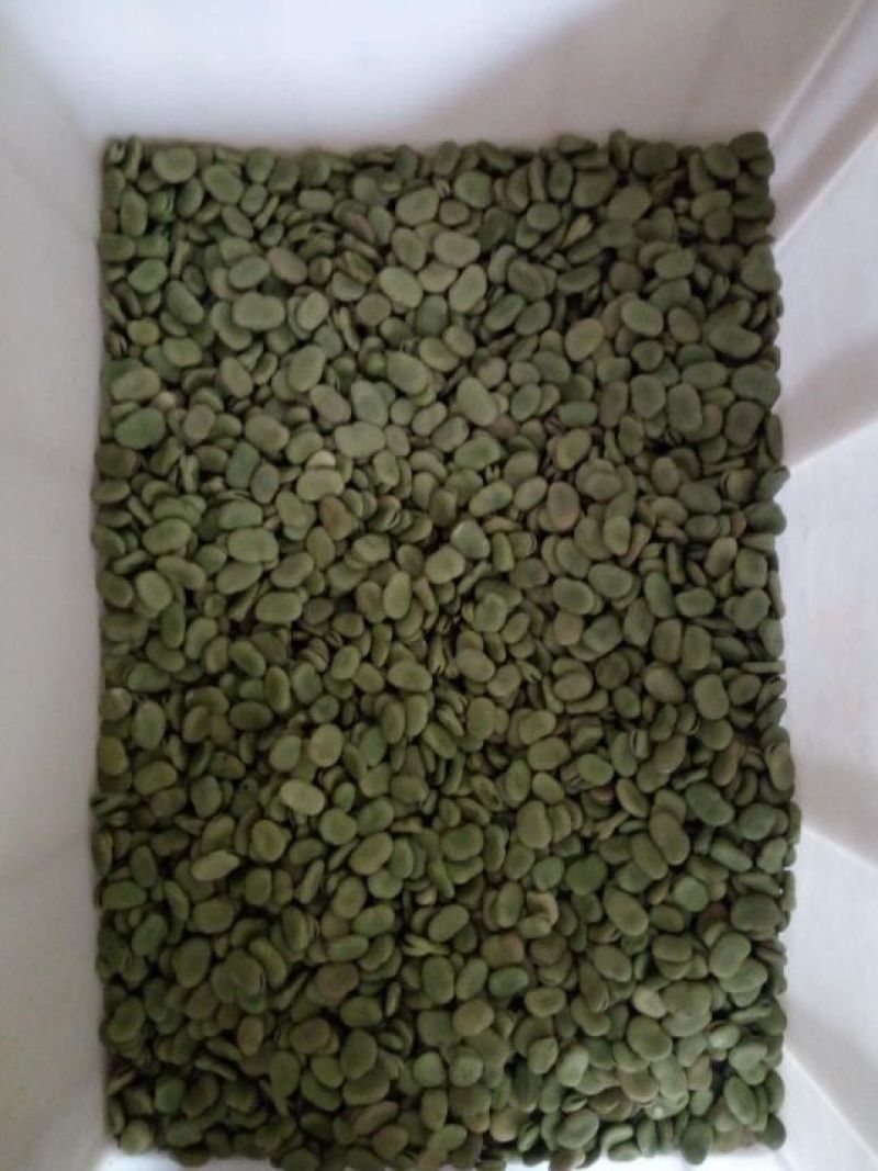 青蚕豆饭店冷菜食堂超市芽苗菜优等品批发价