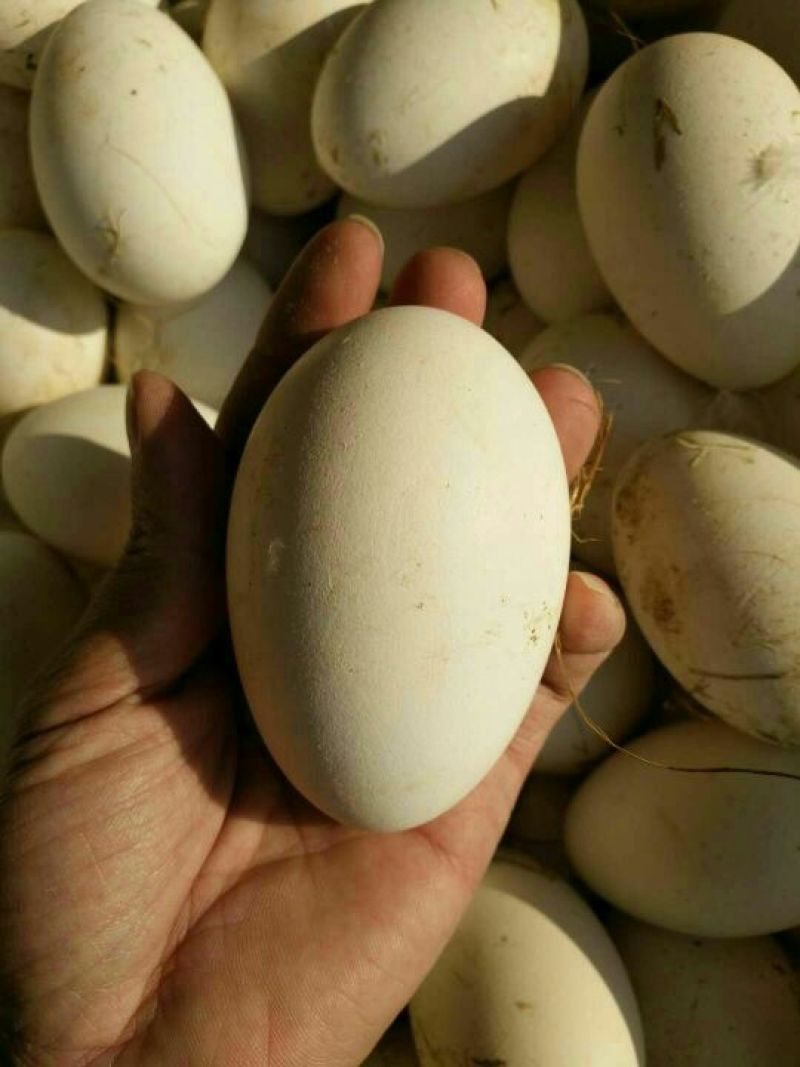 鹅蛋孵化