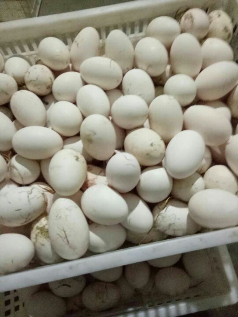 鹅蛋孵化