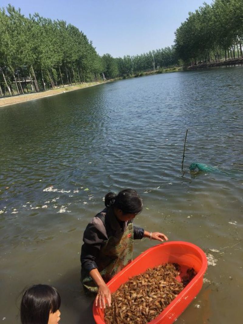 龙虾小龙虾苗淡水龙虾苗盱眙人工培育苗龙虾苗