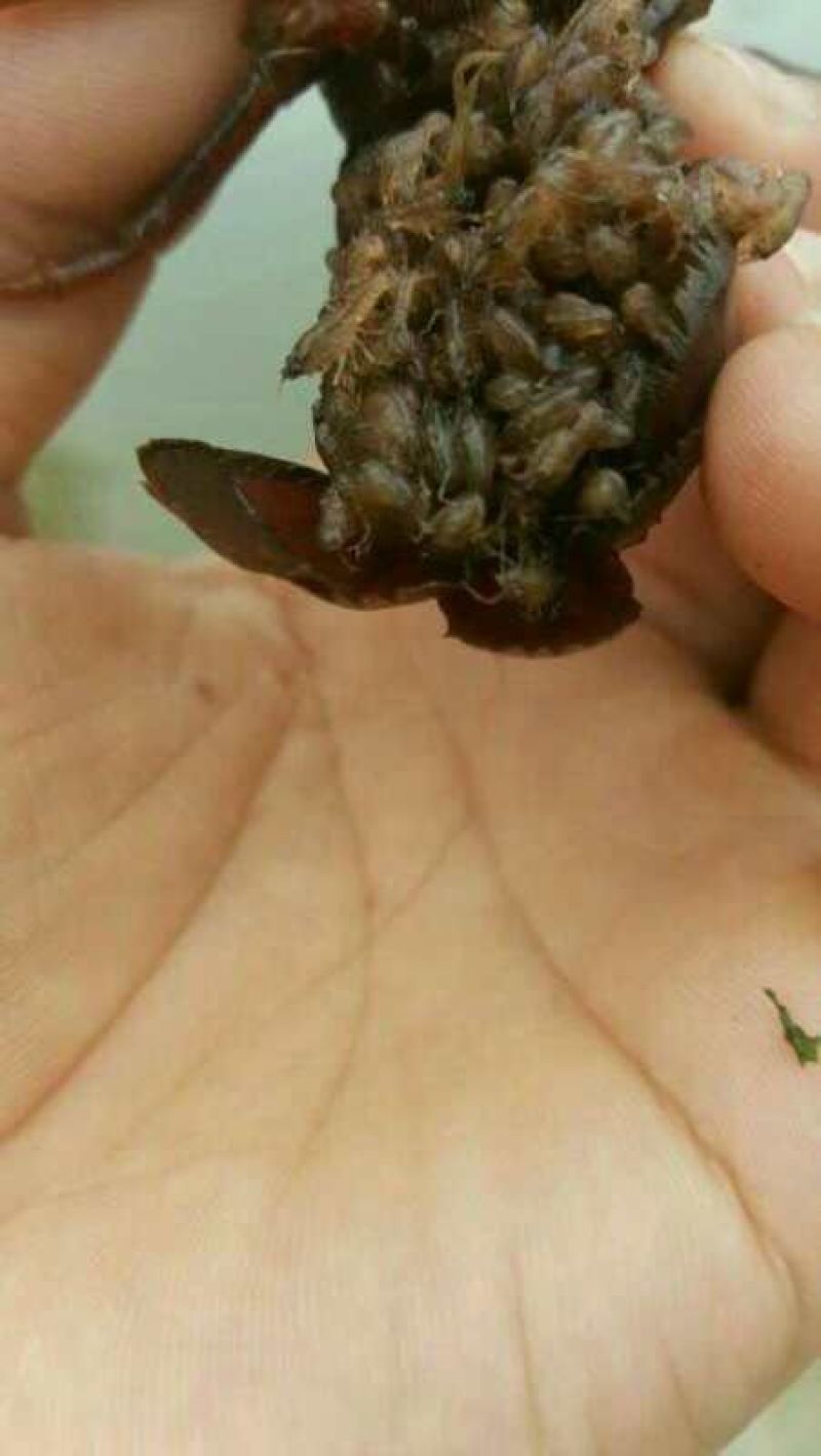 龙虾小龙虾苗淡水龙虾苗盱眙人工培育苗龙虾苗
