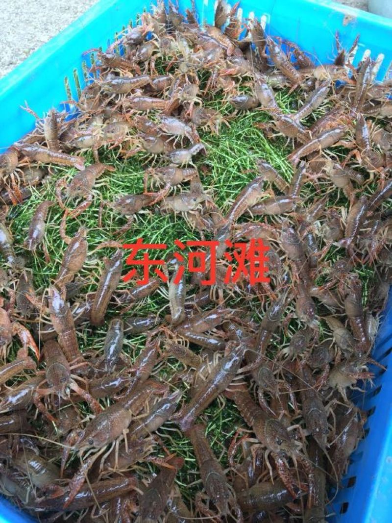 龙虾小龙虾苗淡水龙虾苗盱眙人工培育苗龙虾苗