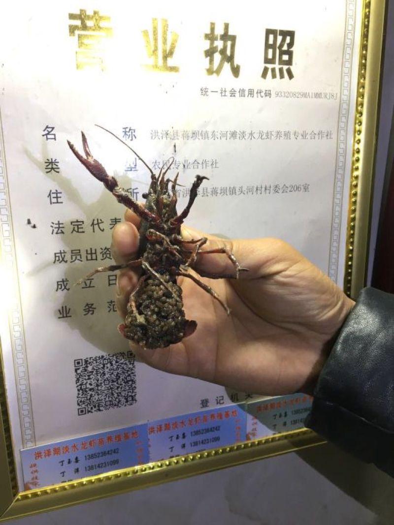 龙虾小龙虾苗淡水龙虾苗盱眙人工培育苗龙虾苗