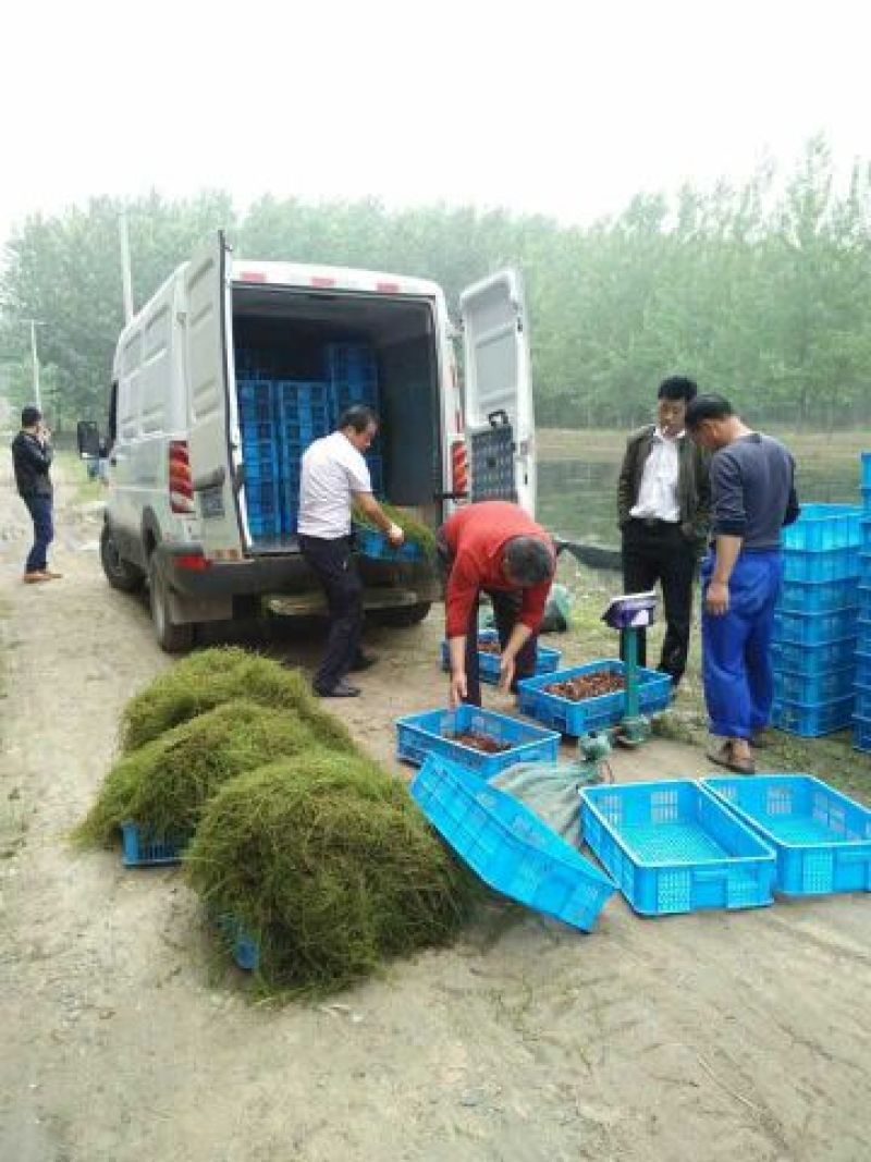 龙虾小龙虾苗淡水龙虾苗盱眙人工培育苗龙虾苗
