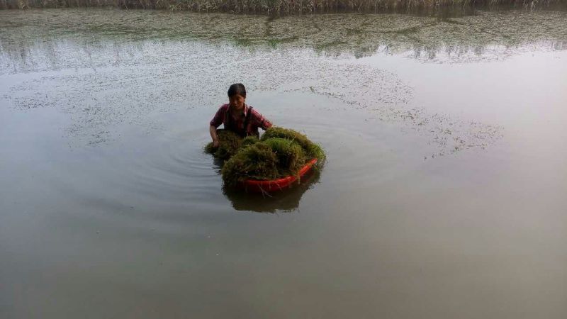 龙虾小龙虾苗淡水龙虾苗盱眙人工培育苗龙虾苗