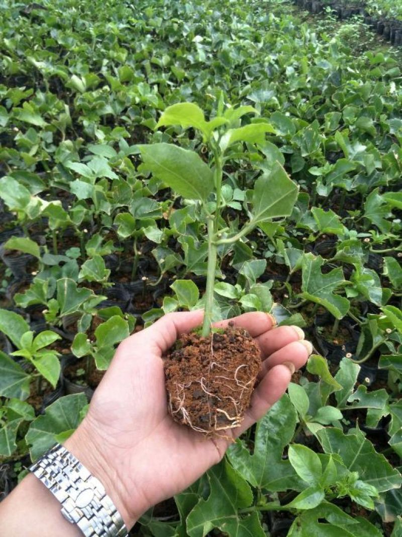 紫香1号百香果苗10~20cm