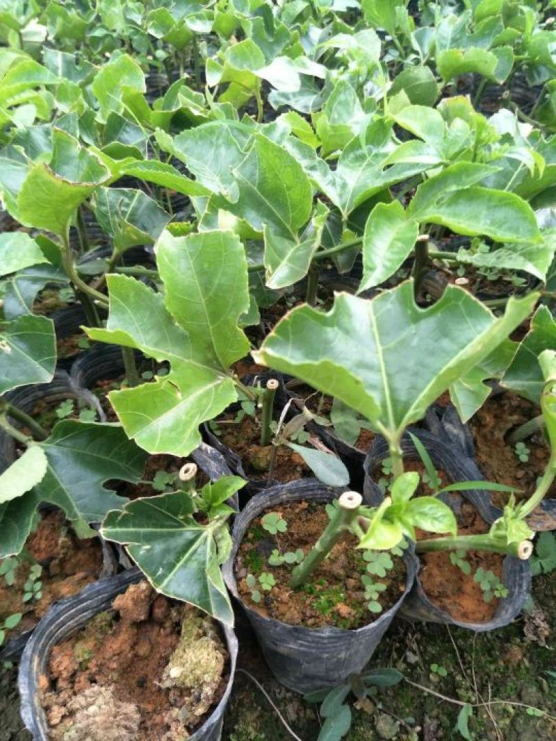 紫香1号百香果苗10~20cm