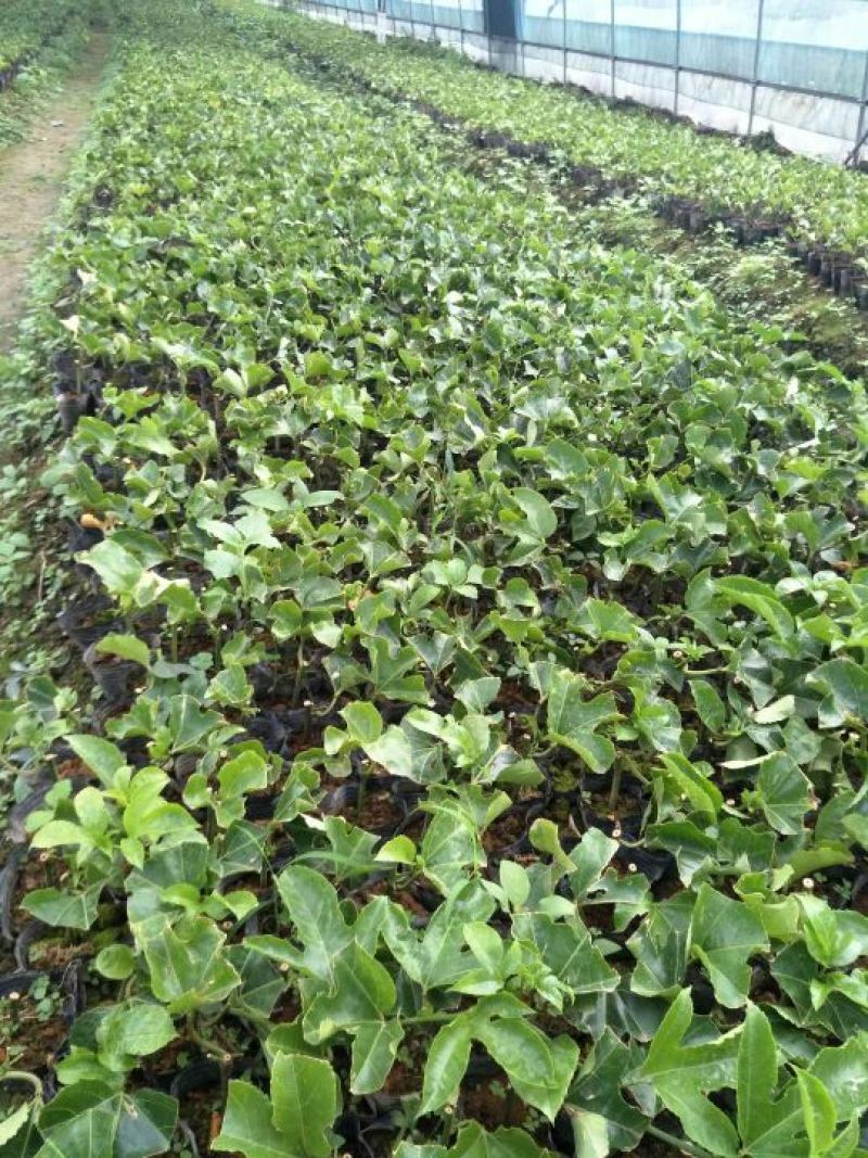 紫香1号百香果苗10~20cm
