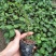 紫香1号百香果苗10~20cm