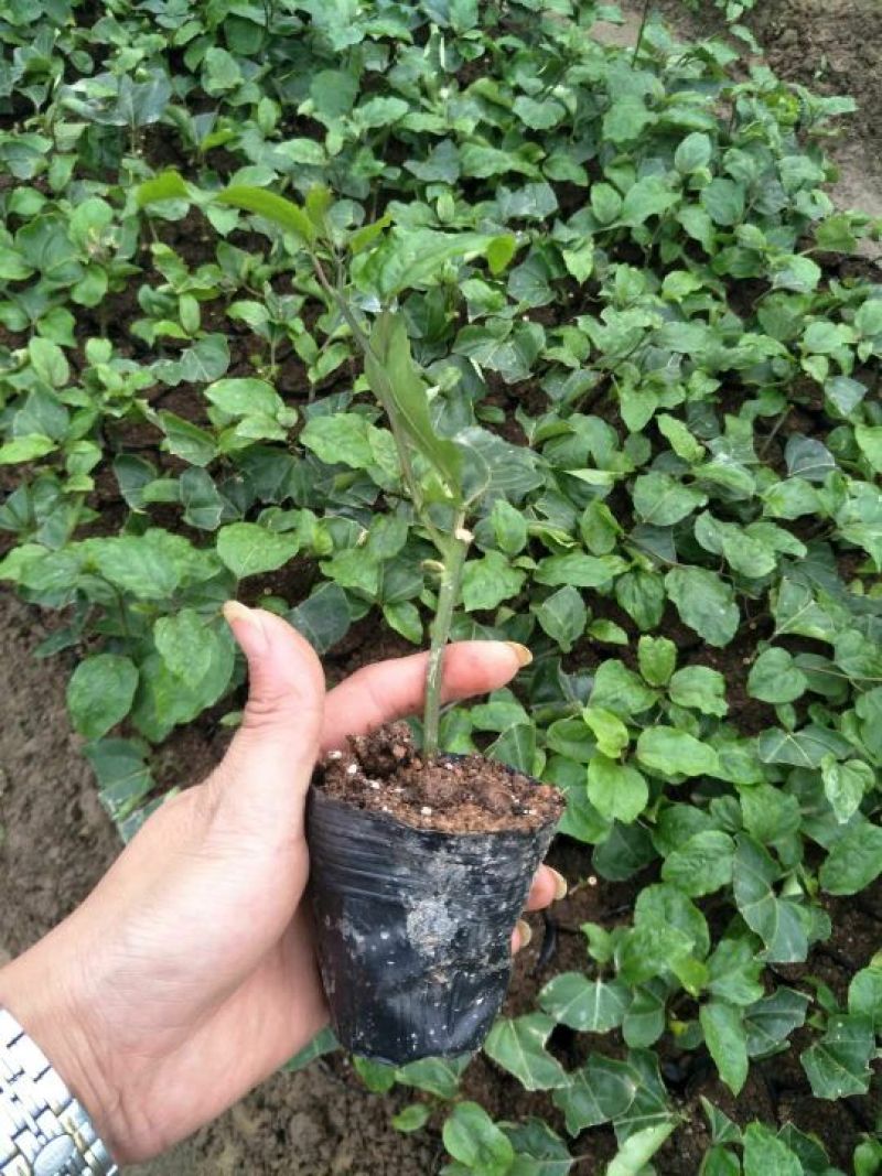 紫香1号百香果苗10~20cm