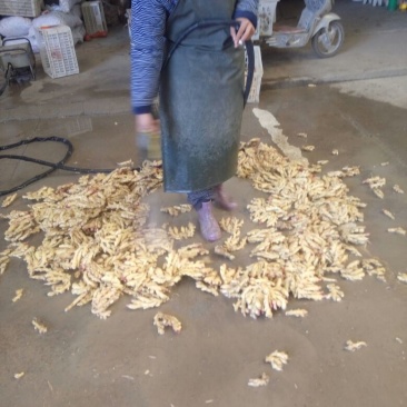 小黄姜2两以上水洗