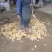 小黄姜2两以上水洗