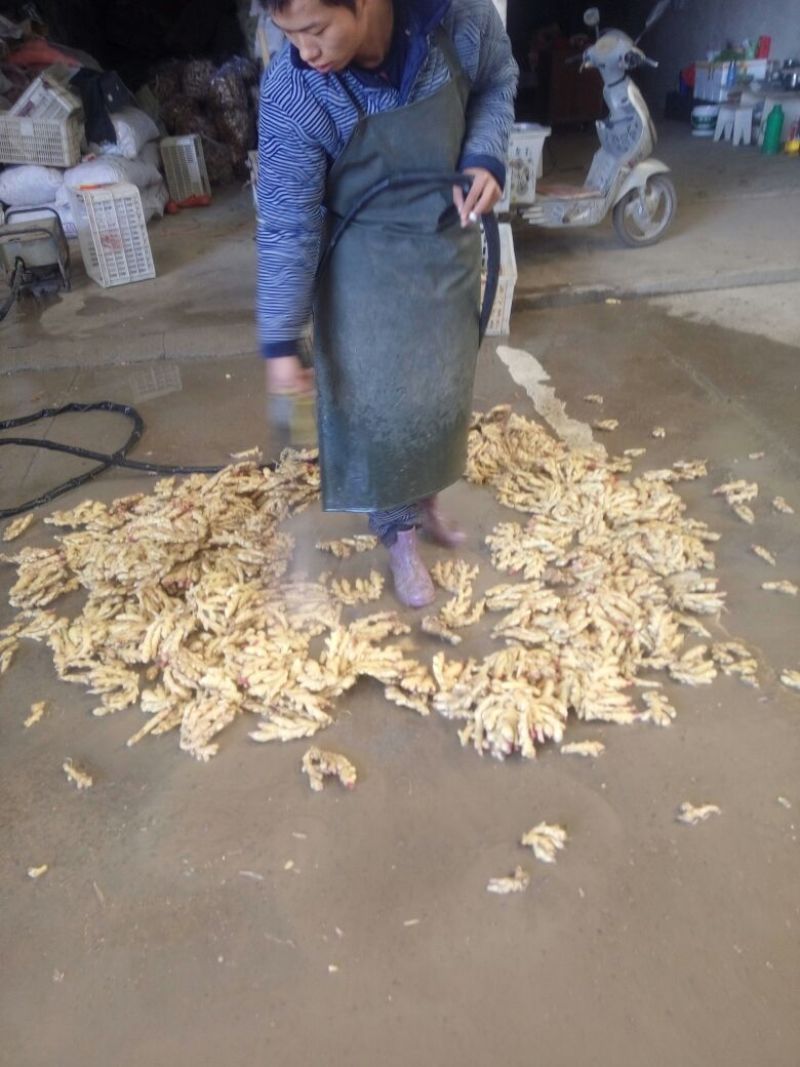 小黄姜2两以上水洗