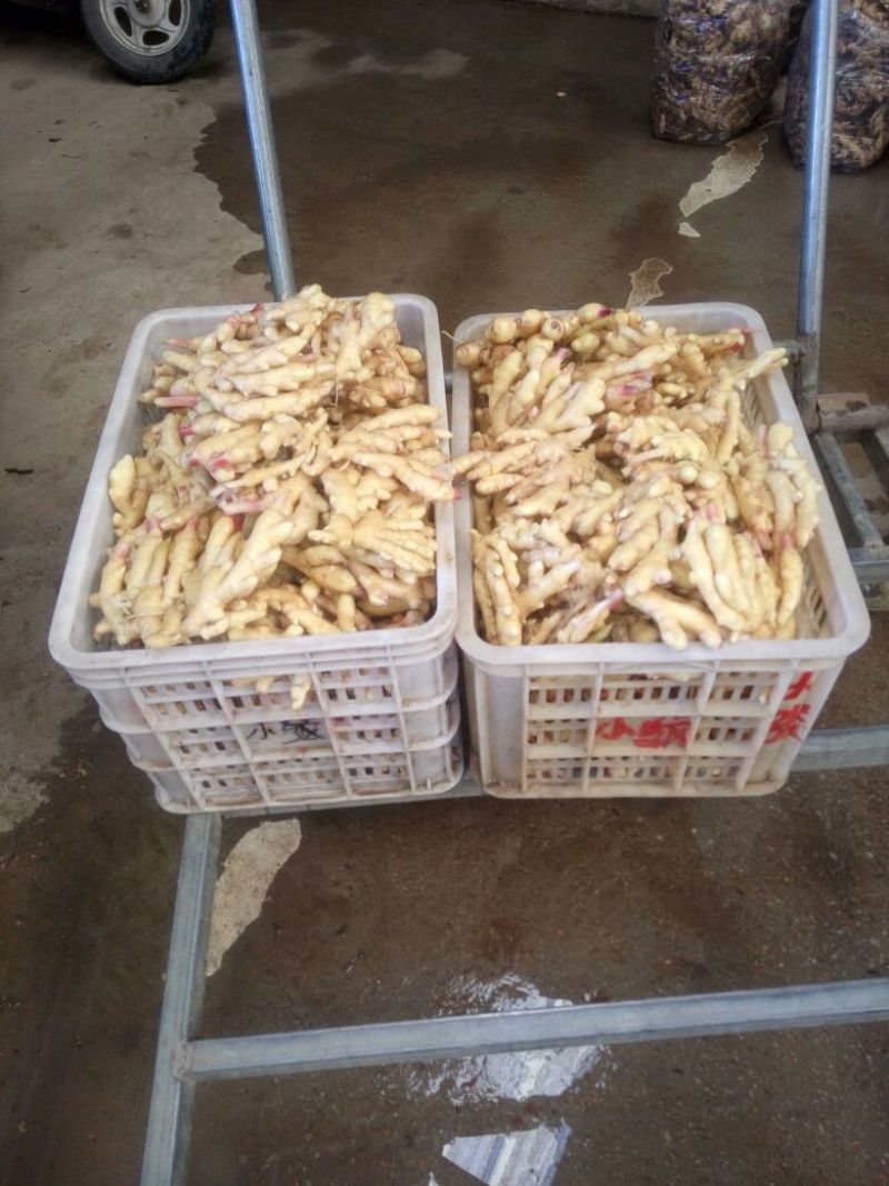 小黄姜2两以上水洗