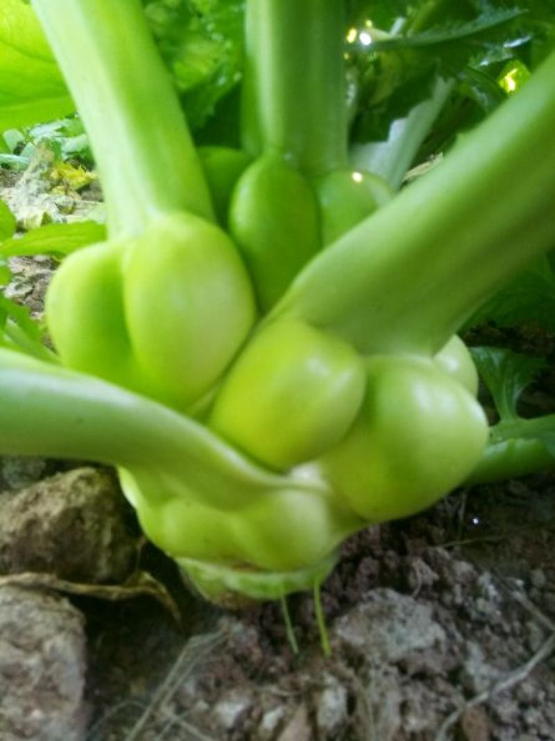 榨菜5两以上