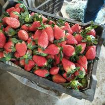 甜宝草莓40~50克