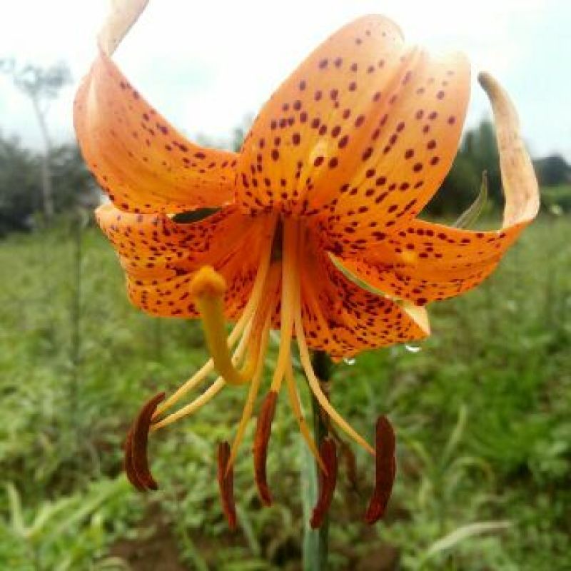 百合独头药食两用