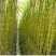 甘蔗苗4牙