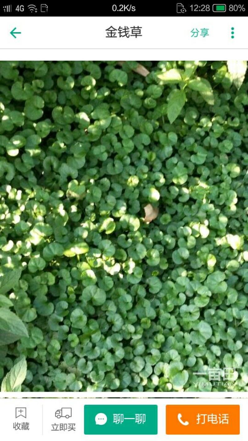 金钱草