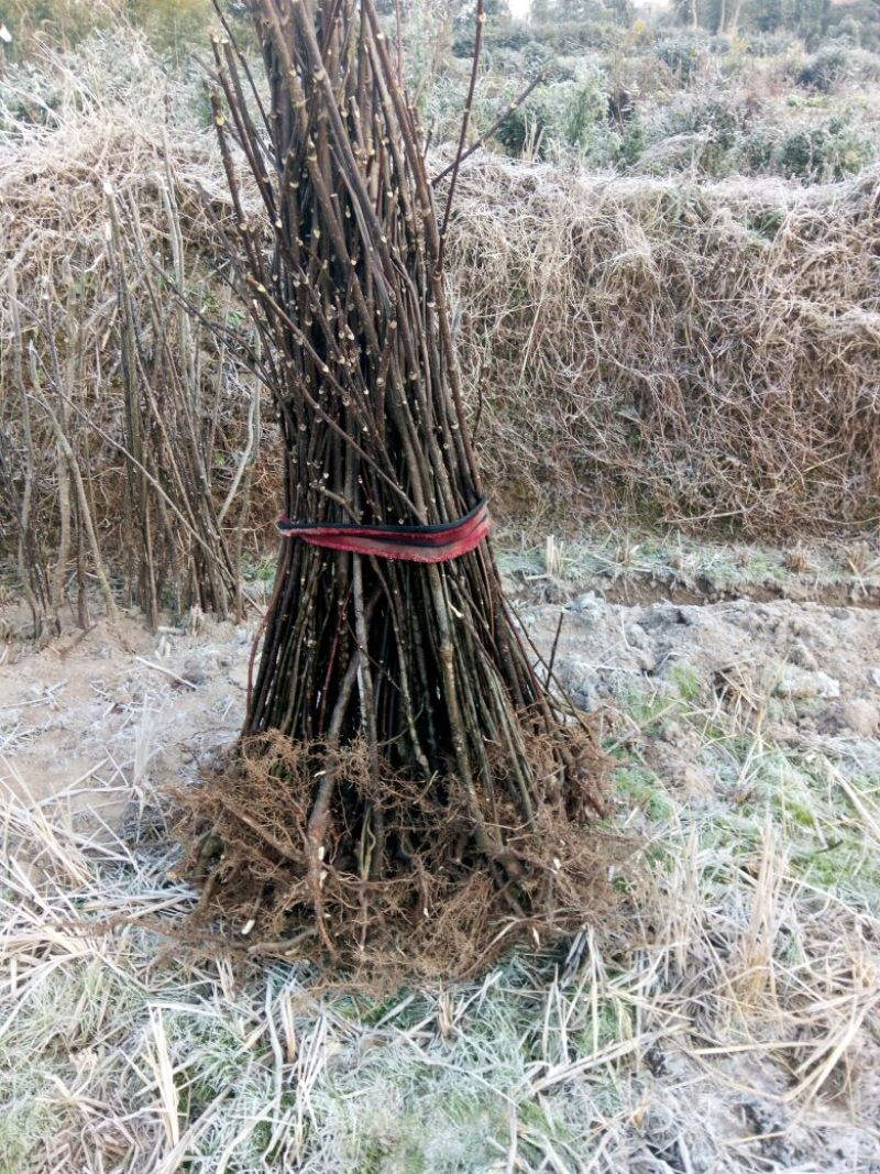 吴茱萸苗80cm以上