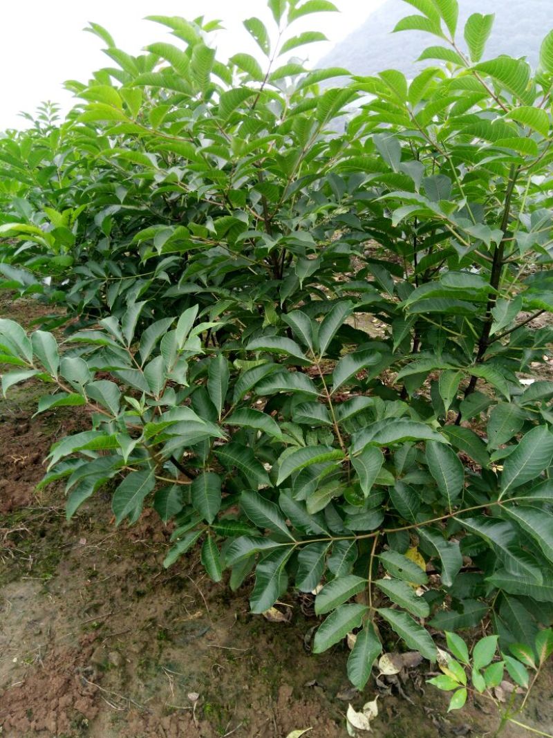 吴茱萸苗80cm以上