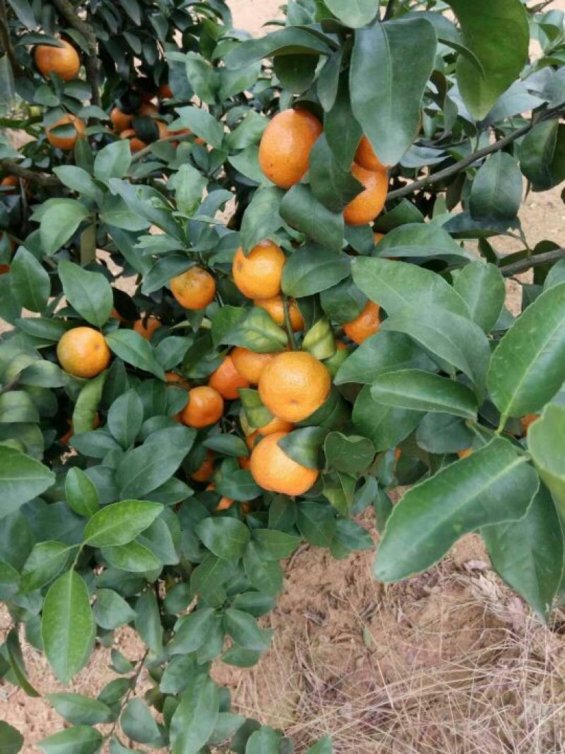 沙糖桔4~5cm一级