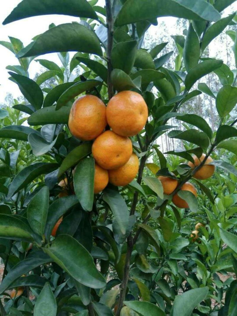 沙糖桔4~5cm一级