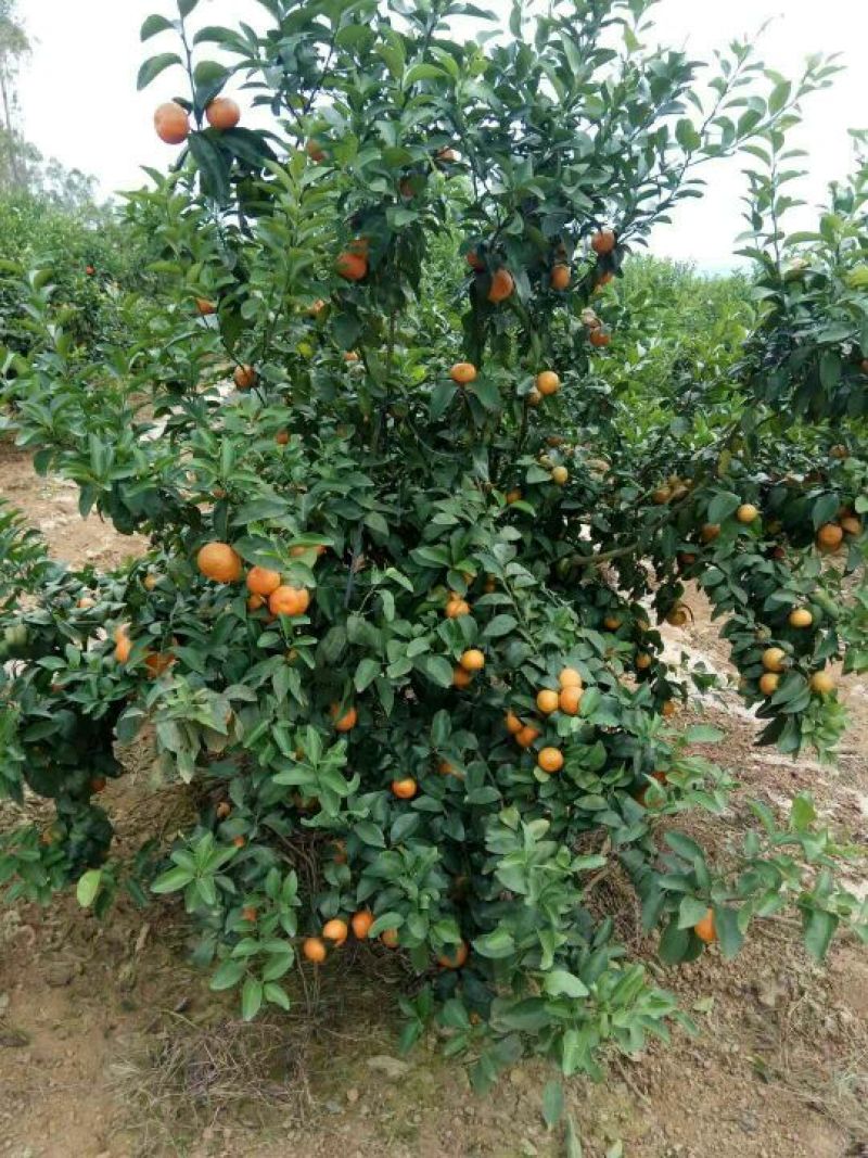 沙糖桔4~5cm一级