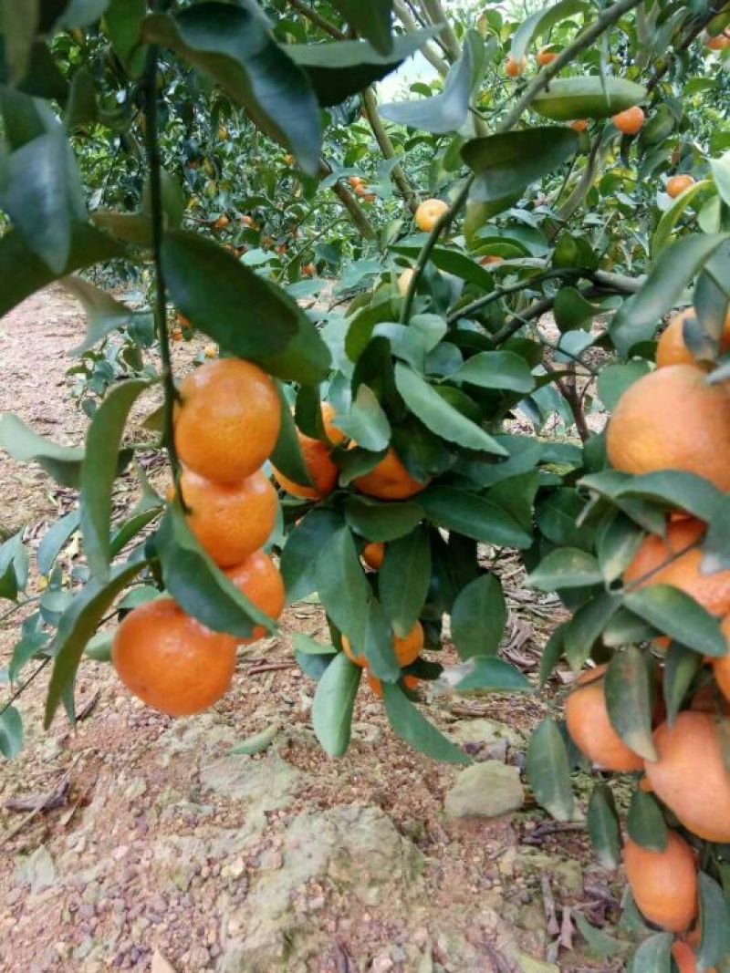 沙糖桔4~5cm一级