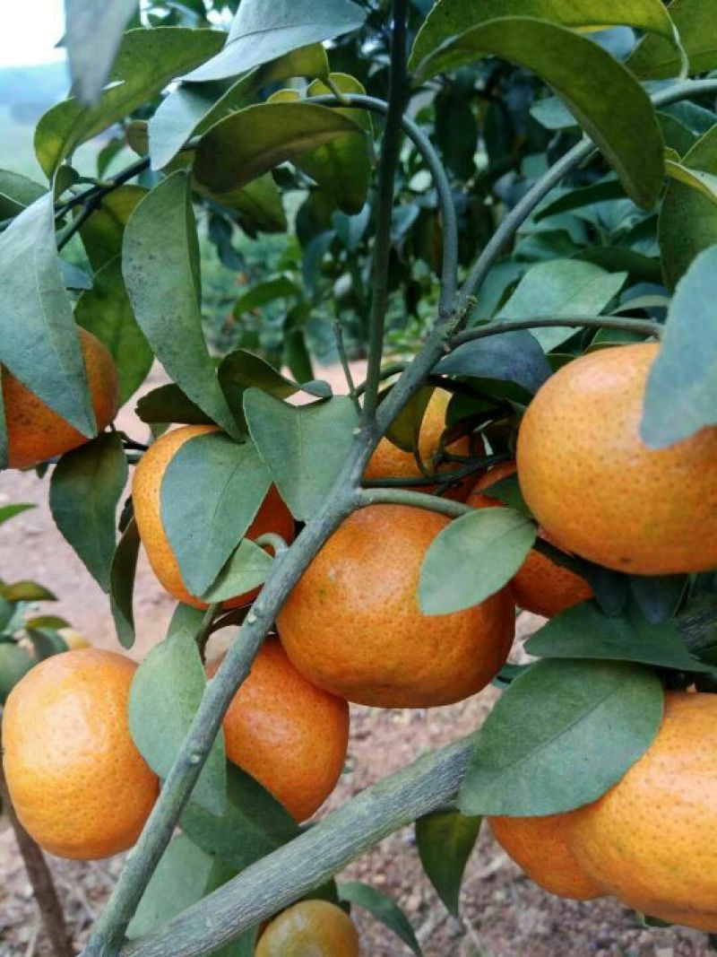沙糖桔4~5cm一级
