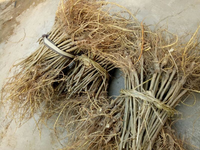 桑树苗10cm以下