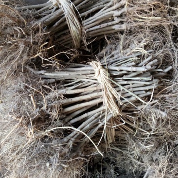 桑树苗10cm以下