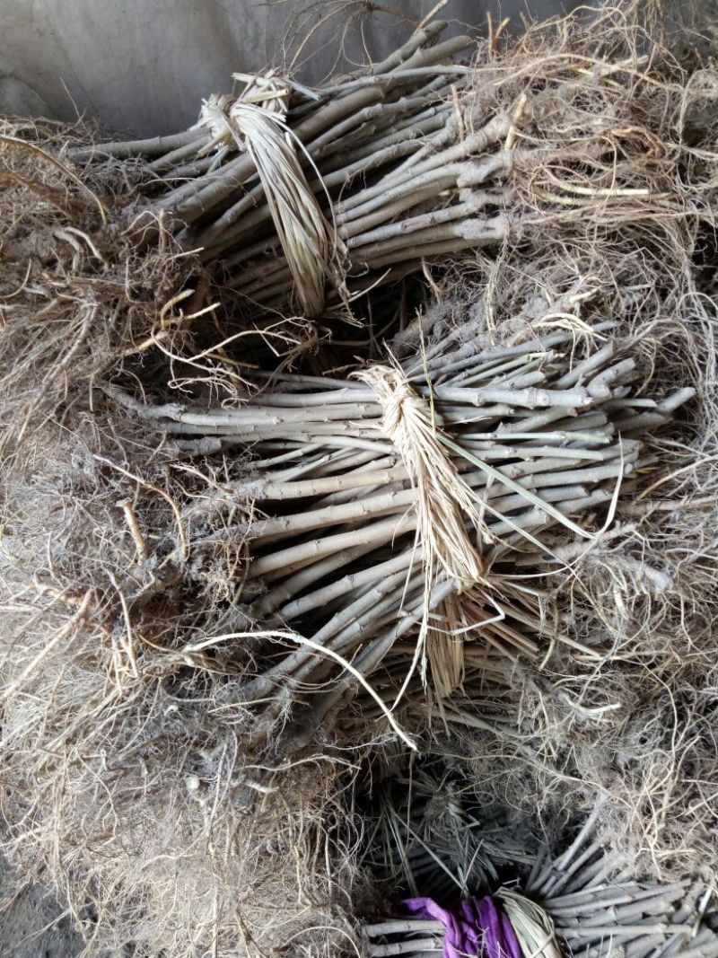 桑树苗10cm以下