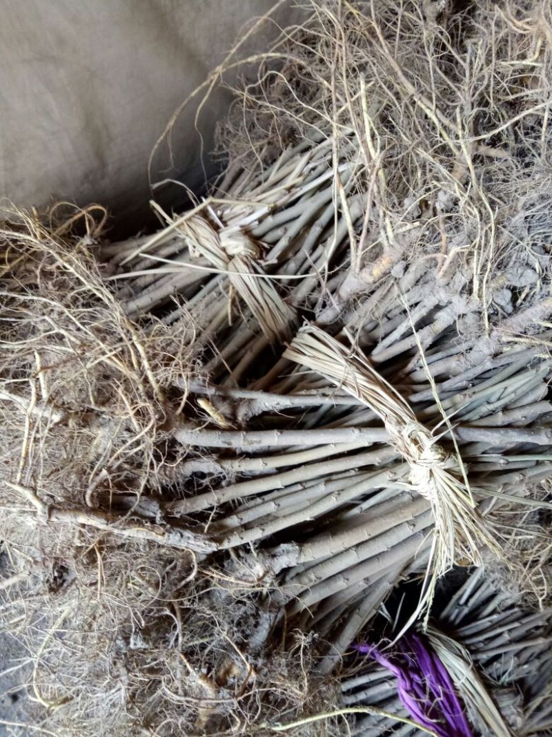 桑树苗10cm以下