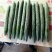广东精品黄瓜，干花带刺25公分以上，欢迎来电咨询