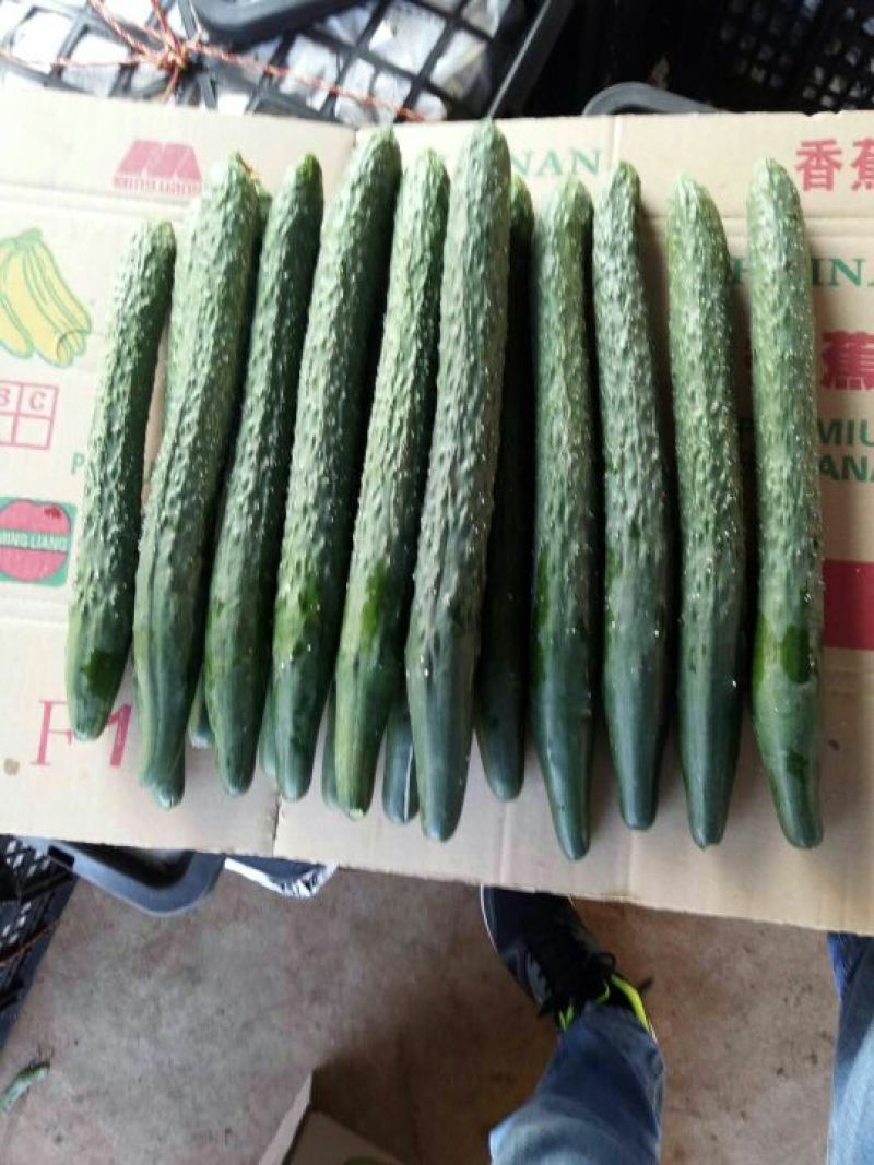广东精品黄瓜，干花带刺25公分以上，欢迎来电咨询