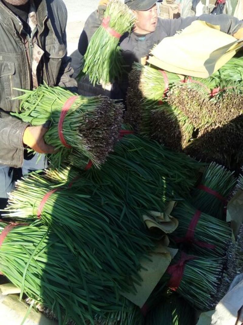 河北省唐山市乐亭县有几千亩地韭菜，质量好，根粗，颜色绿，