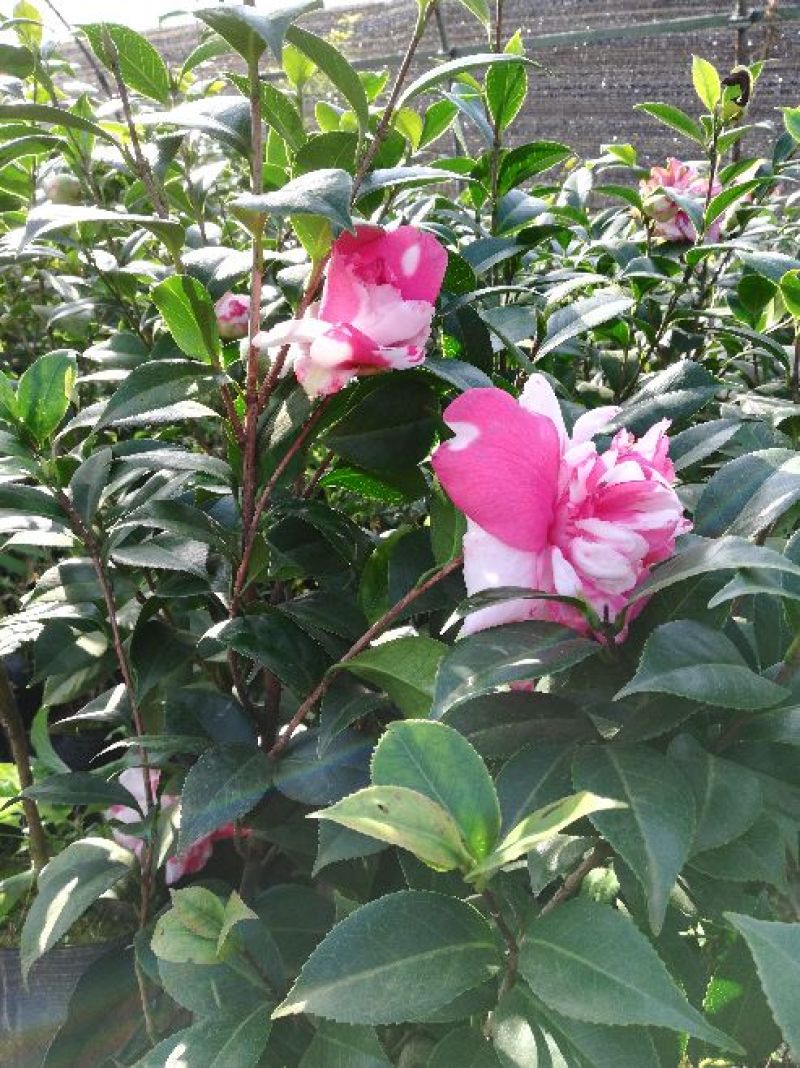 茶花茶花苗茶花盆景，花色品种齐全