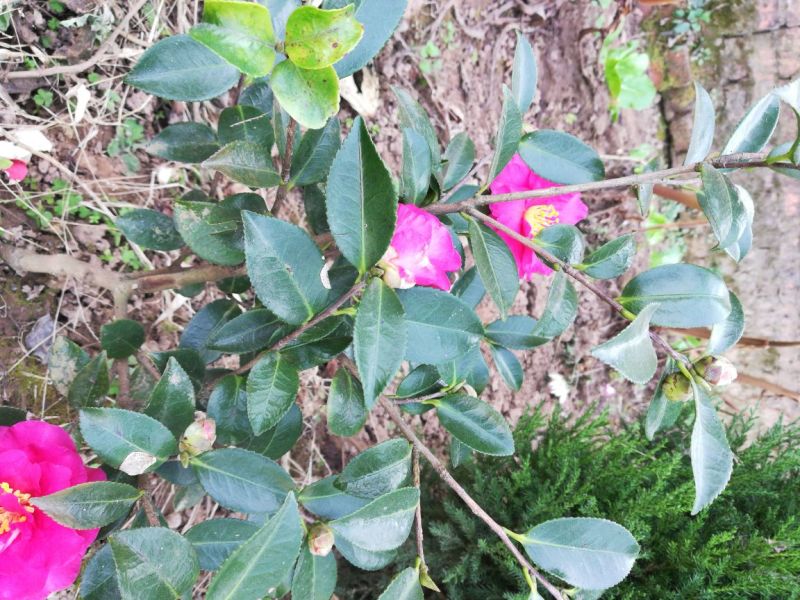 茶花茶花苗茶花盆景，花色品种齐全