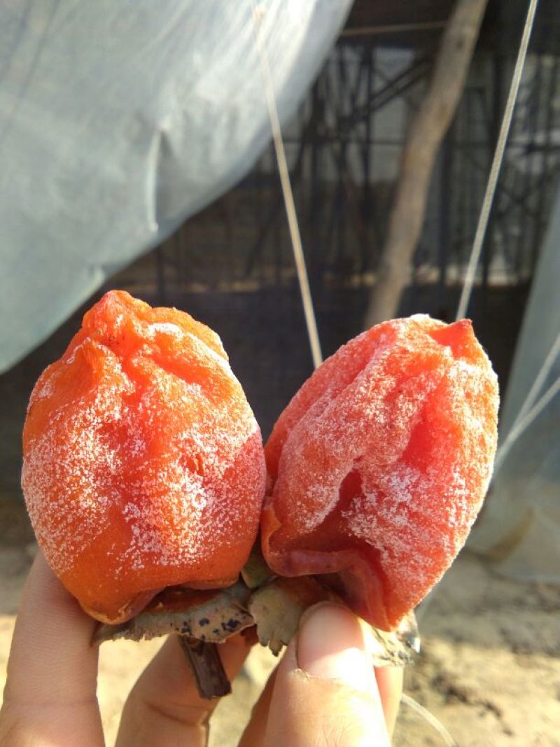 柿饼2.5两以上