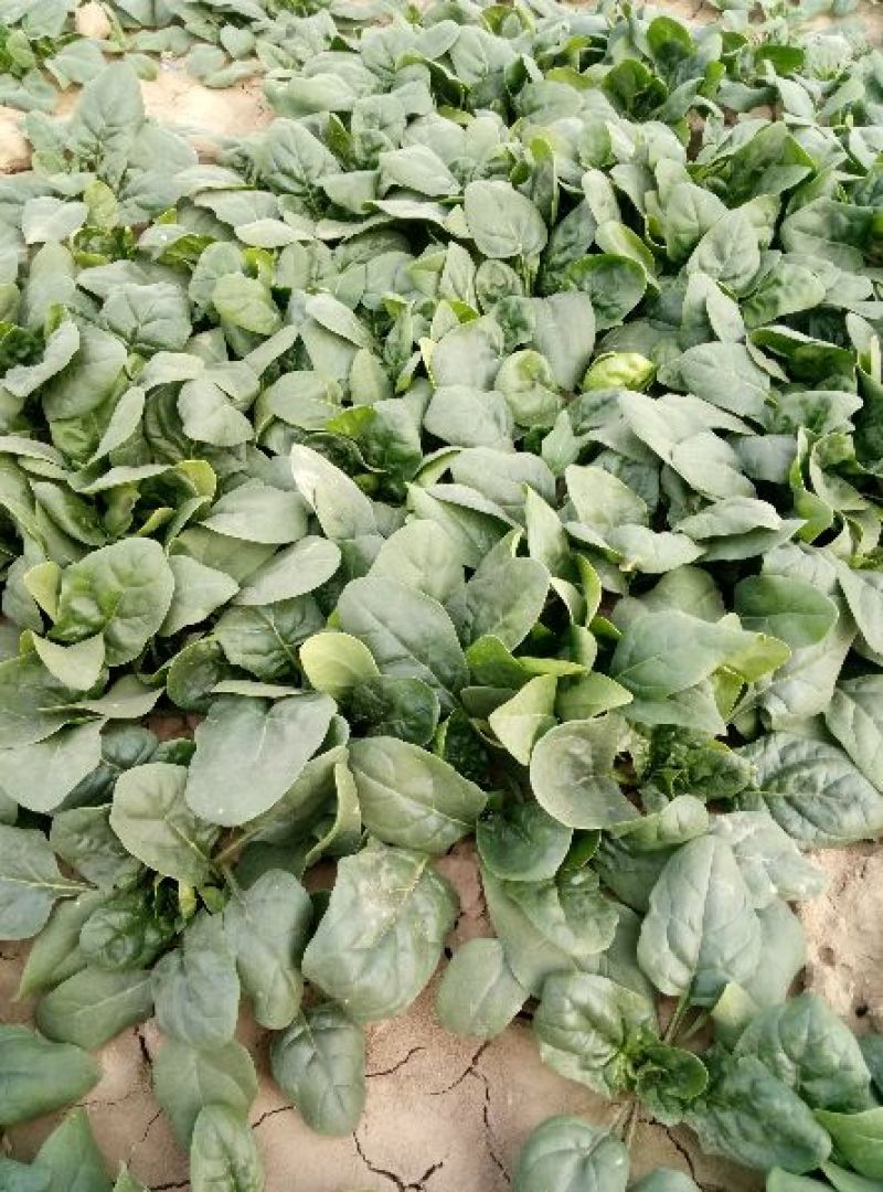 黑叶菠菜小菠菜